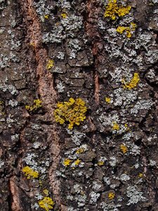 Baumrinde mit Gelb 1.JPG