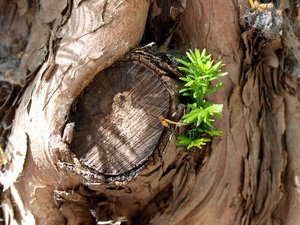 Baumstamm mit Grün 5.JPG