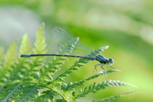 libelle-DSC02569.jpg libelle-DSC02569.jpg