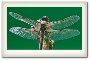 comp_SD15_SDI1539PB 16_9.jpg