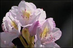 Flowers-IMG03746.jpg