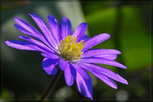 Flowers-SD10 - IMG06630.jpg