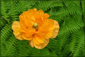 Flowers-SD14 - SDIM5180.jpg