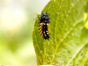 PIMG0008-2.jpg PIMG0008-2.jpg