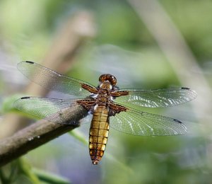 Libelle 1.jpg