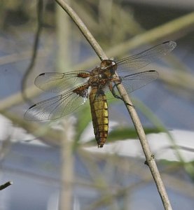 Libelle 4.jpg