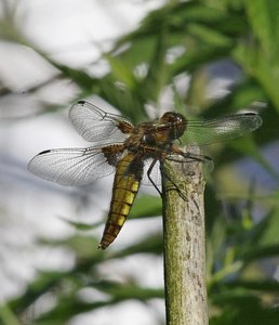 Libelle 5.jpg