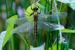 forum-libelle-DSC02610.jpg forum-libelle-DSC02610.jpg