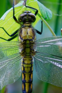 forum-libelle-crop-DSC02610.jpg forum-libelle-crop-DSC02610.jpg