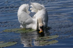 comp_DSC00845.jpg comp_DSC00845.jpg