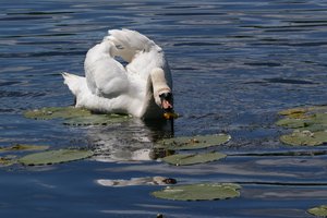 comp_DSC00847.jpg comp_DSC00847.jpg