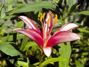 comp_PolaPIMG0012ps.jpg comp_PolaPIMG0012ps.jpg