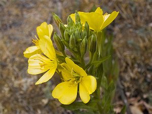 comp_PolaPIMG0029ps.jpg comp_PolaPIMG0029ps.jpg