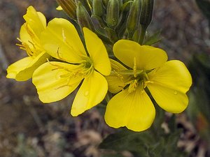 comp_PolaPIMG0030ps.jpg comp_PolaPIMG0030ps.jpg