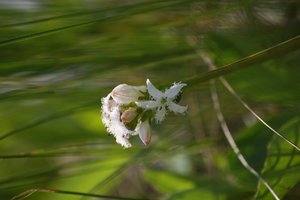 comp_dreiblättriger -fieberklee.jpg