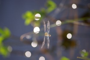 comp_schneller flieger.jpg