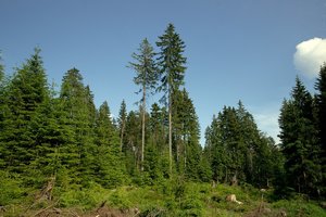 forum-fichtelsee-DSC02890.jpg forum-fichtelsee-DSC02890.jpg