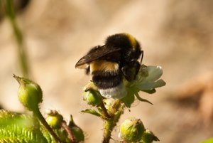 Hummel-6494.jpg