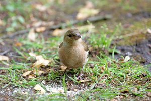 sony-spatz-DSC02636.jpg sony-spatz-DSC02636.jpg