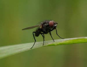 fliege.jpg