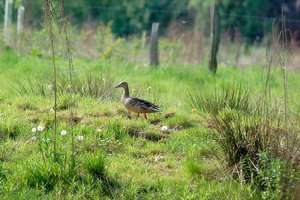 forumente-biotop-DSC1542.jpg forumente-biotop-DSC1542.jpg