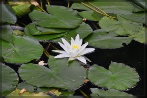 Blumen-SD10 - IMG05168.jpg