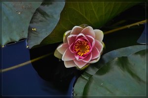 Blumen-SD10 - IMG05175.jpg