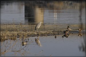 Wassertiere-SD10 - IMG09509.jpg