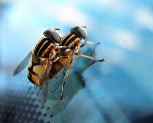 comp_ketten még máshogy.jpg