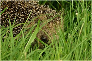 Igel 04.JPG