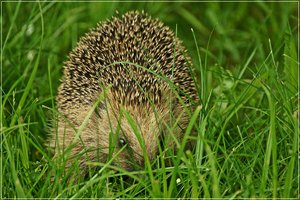 Igel 05.JPG