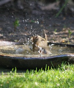 Rotkehlchen im Wasser.jpg
