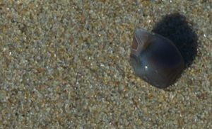 Bildschirmfoto 2011-06-12 um 20.48.36.png Bildschirmfoto 2011-06-12 um 20.48.36.png