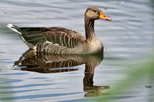 Pleidelsheim (1).jpg