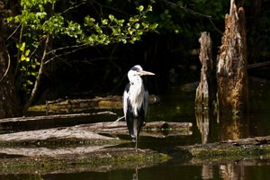 Pleidelsheim (2).jpg