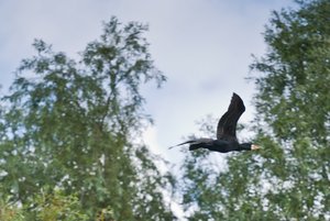 Pleidelsheim (3).jpg