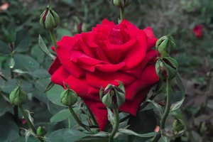 SDIM5234_filtered_g1_pm1200.jpg SDIM5234_filtered_g1_pm1200.jpg