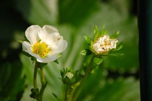 Maggiekraut u.a....Erdbeere0001.jpg