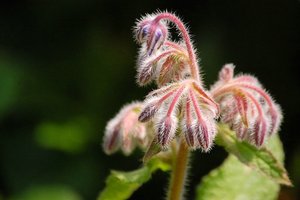 Maggiekraut u.a....Grukenkraut0001.jpg