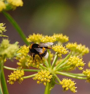 Maggiekraut u.a....Maggiekraut mit Biene0001.jpg