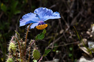 Der-blaue-Mohn-des-Himalaya.jpg