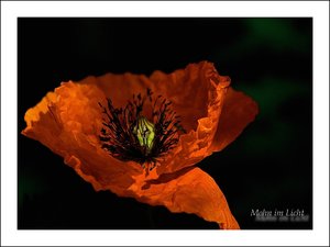 Mohn im Licht 290 kbMohn im Licht 1000 kbMohn in schönem Licht.jpg