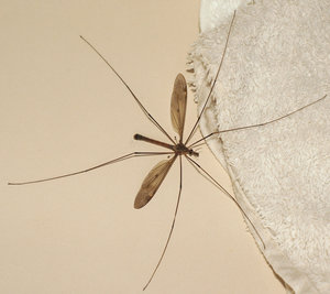 Riesenschnake-4.jpg Riesenschnake-4.jpg