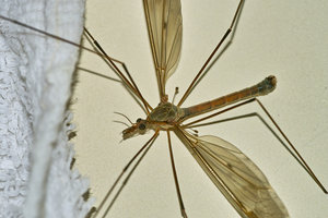 SD14150mmMakro.jpg SD14150mmMakro.jpg