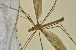 SPP-4.2.jpg SPP-4.2.jpg