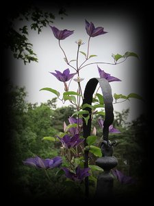 Clematis.JPG
