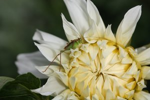 punktierte Zartschrecke m.JPG