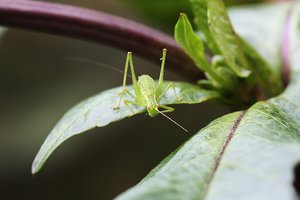 Junge punktierte Zartschrecke.JPG