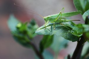 Grosses Heupferd.JPG