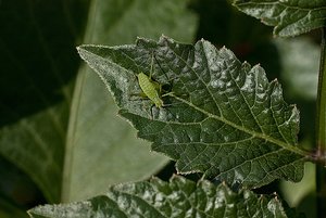 Zartschreckennachwuchs 2011.jpg